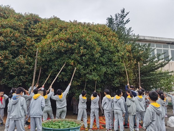 下邵社区党群服务中心：秋之韵 花之香 我们一起摇桂花.jpg