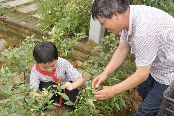 小港下邵社区关工委：走进农田之小小辣椒观察记.jpg