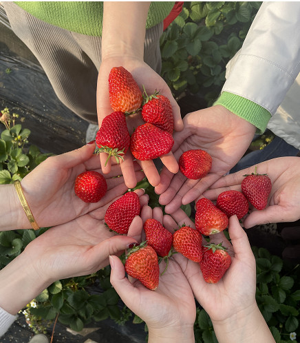 摘草莓.jpg