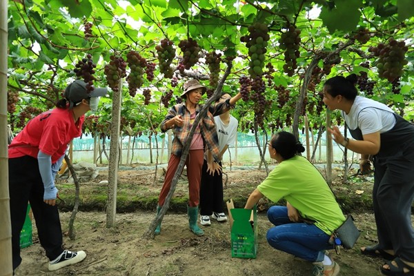 下邵片区党群服务中心：葡萄采摘 享田园乐趣.jpg