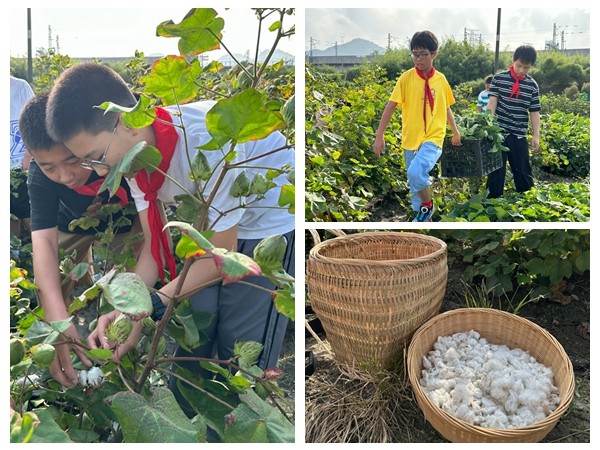 下邵社区党群服务中心：蔬菜大丰收 劳动最光荣.jpg