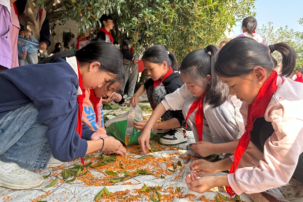 下邵社区党群服务中心：赏金秋桂花 体验传统文化.jpg