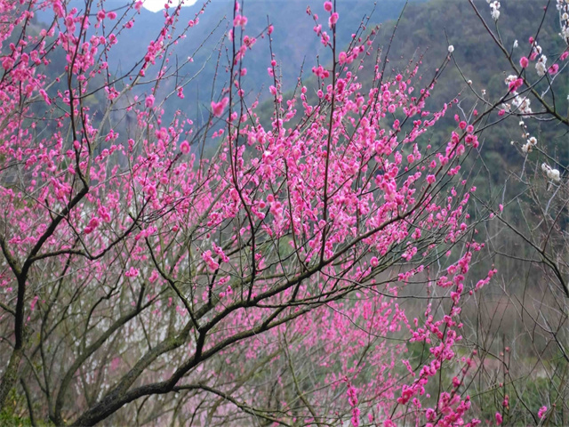 柴桥成校：梅花枝头春意闹 这片“梅”好 待你遇见1.jpg