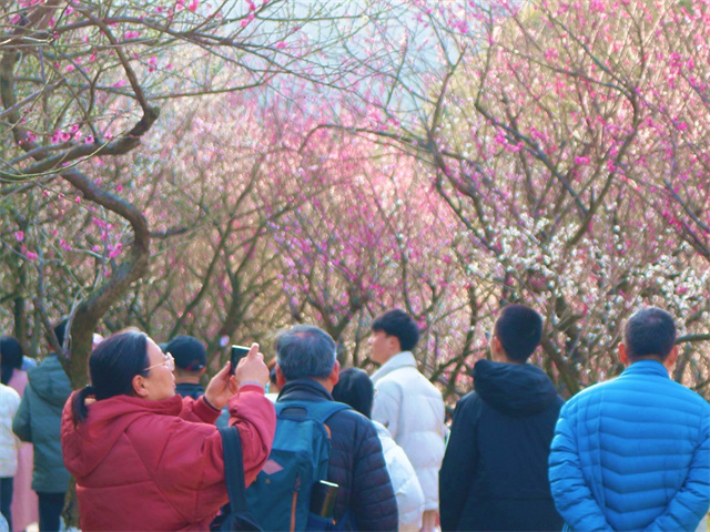 柴桥成校：梅花枝头春意闹 这片“梅”好 待你遇见22.jpg