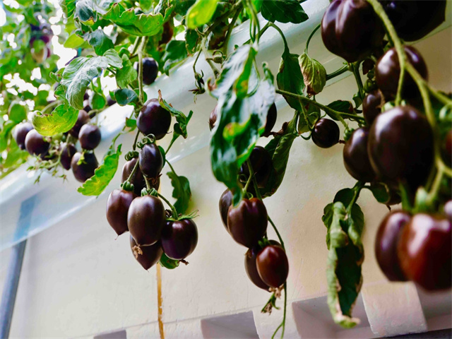 柴桥成校：紫色番茄，柴桥无土栽培33.jpg