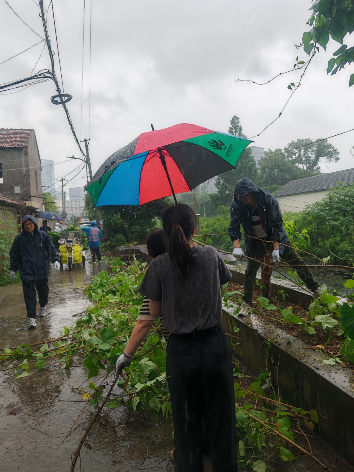 毁绿种菜1 202406.jpg