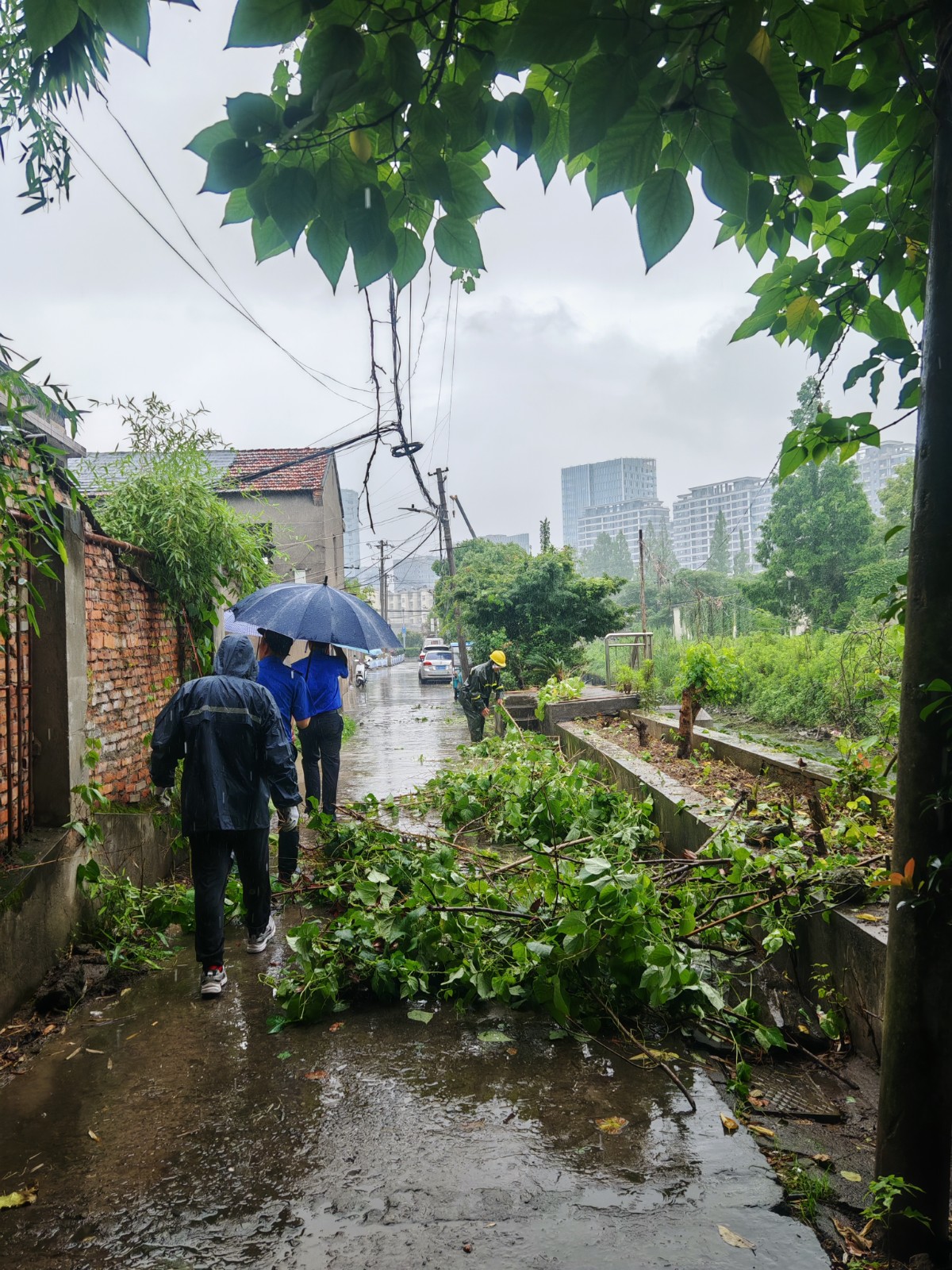 毁绿种菜3 202406.jpg