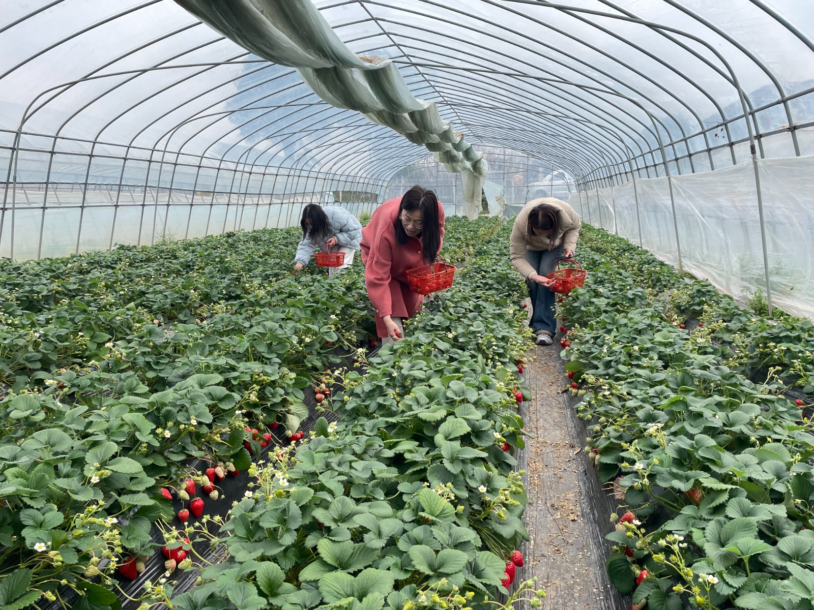 摘草莓.jpg