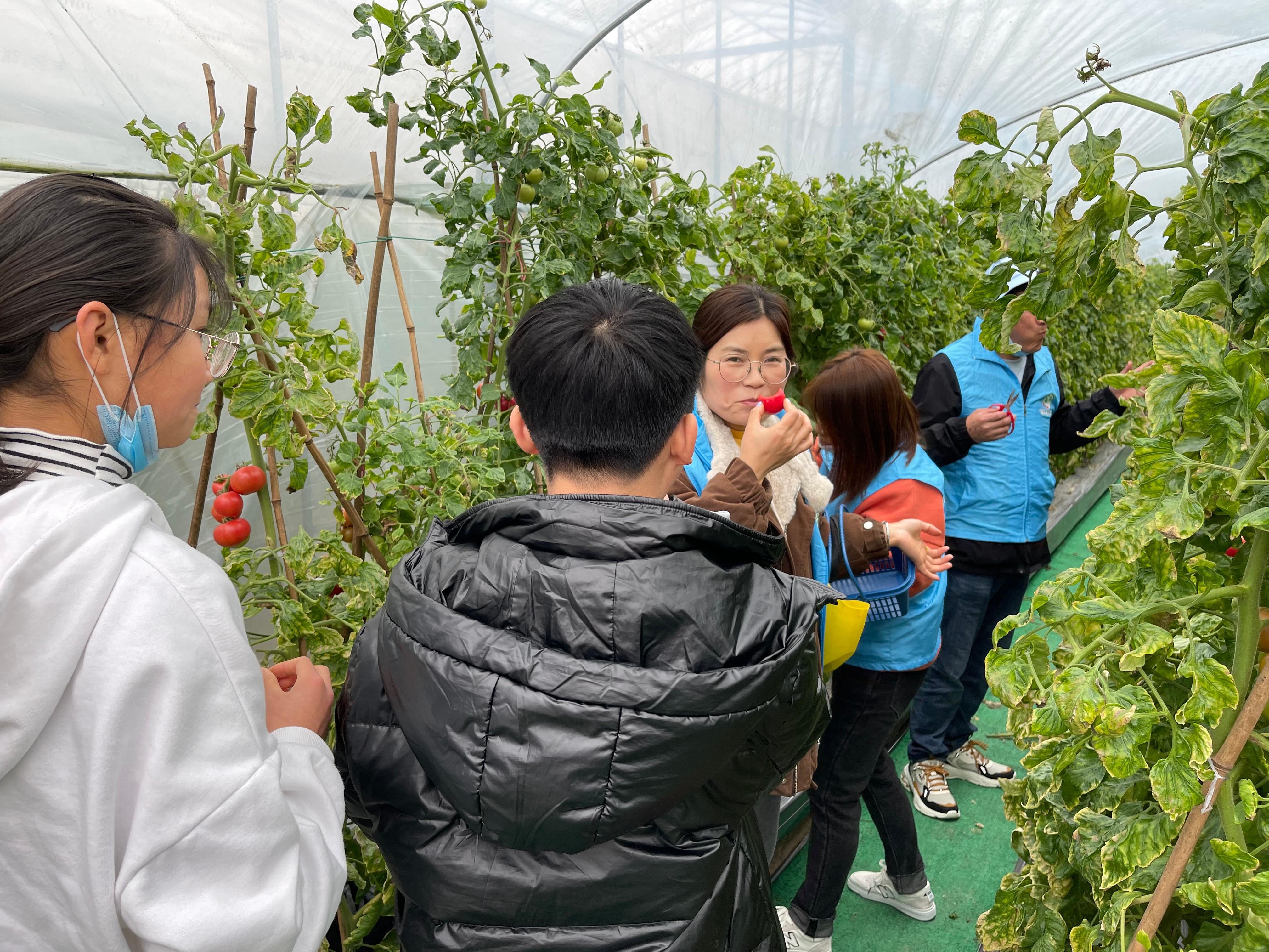 镇海区澥浦成校“新澥浦人学习社”蓝色融合志愿者参加蕃茄采摘活动3(1).jpg