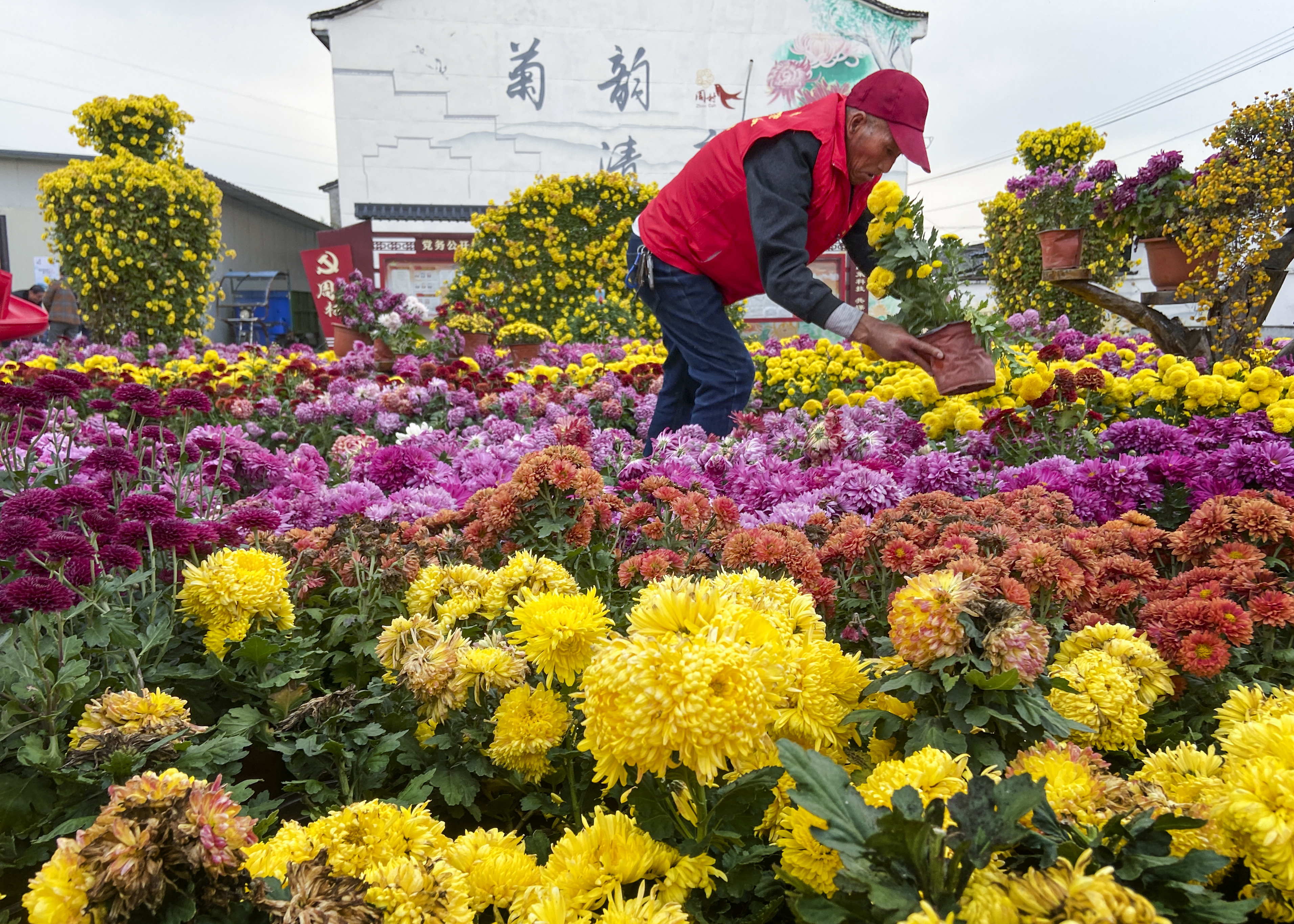 菊花展1.jpg